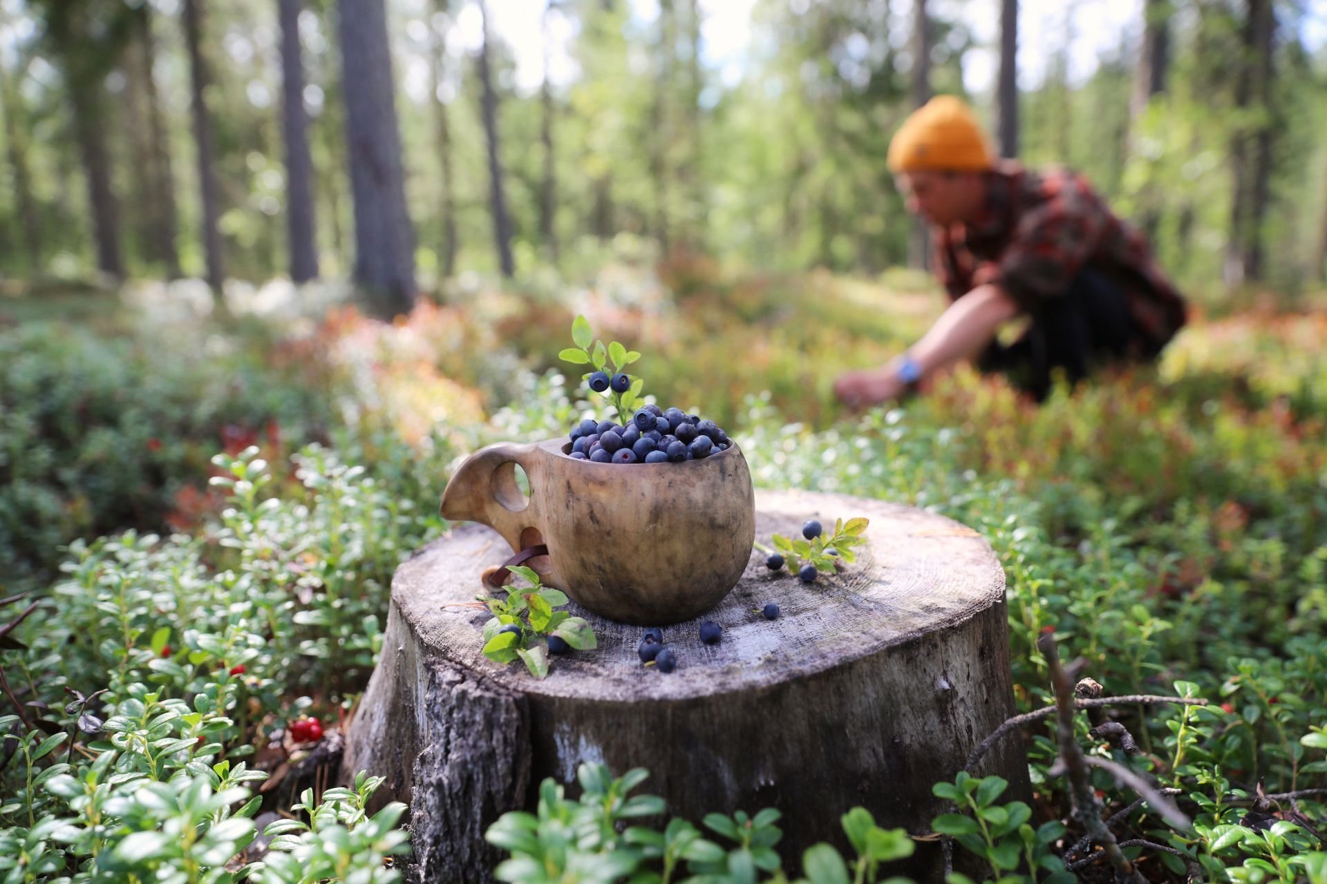 VK-Harri-Tarvainen-blueberries-cup.jpg (1)_pienempi